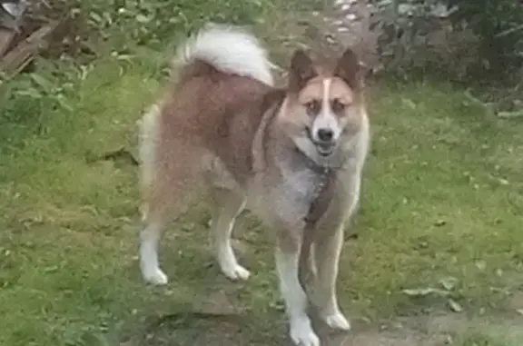 Собаки потеряшки, Нижний Новгород, фото: Потеряшка собака Арчи в Приокском районе, Нижний Новгород