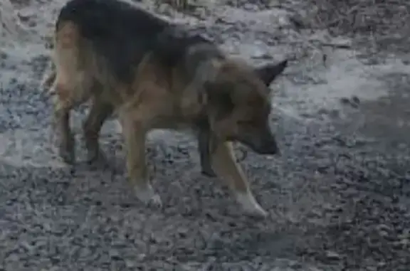 Найдена собака в районе Ватутина, Тюмень