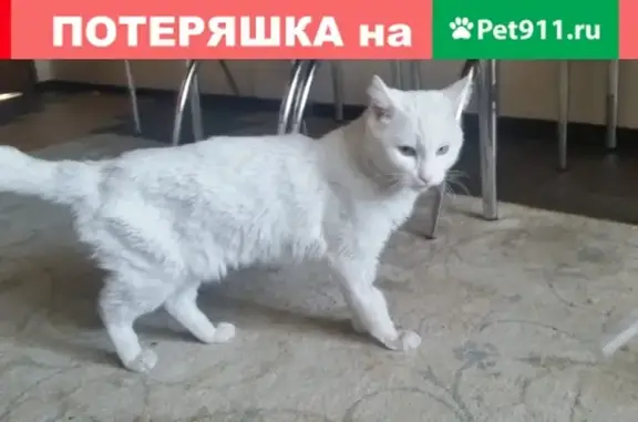 Найден кот с ранами в Индустриальном районе, Барнаул