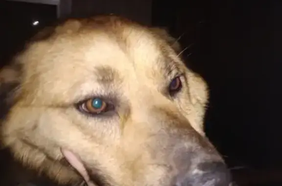 Найдена собака в Иваново, около Уводьского водохранилища