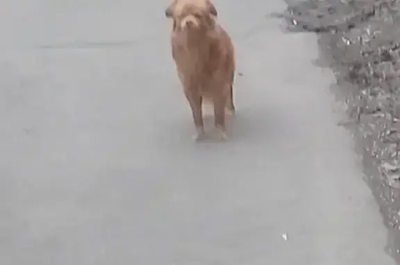 Собака найдена на улице Красной Сосны в Москве: контакты в описании.