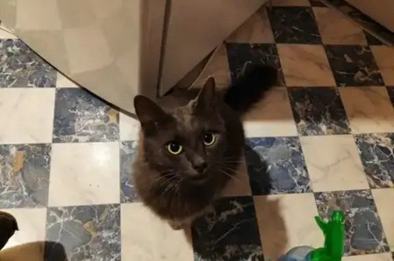 Найден серый кот на ул. Баженова, Жуковский