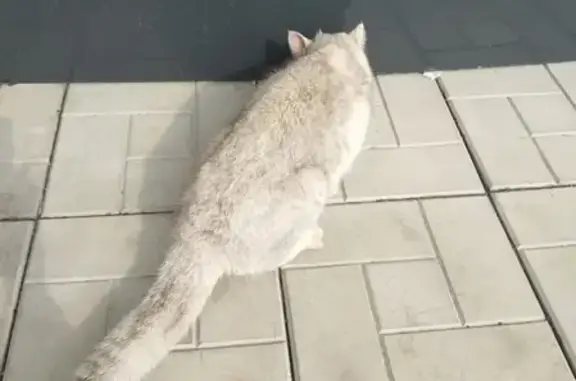 Найдена кошка возле Магнита в 27 комплексе, Набережные Челны