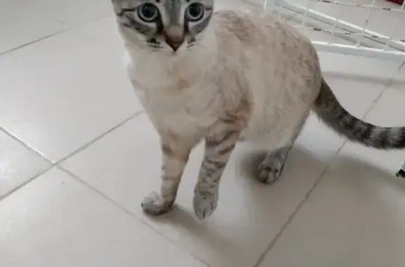 Найдена кошка в Коломне, ул. Дзержинского 94