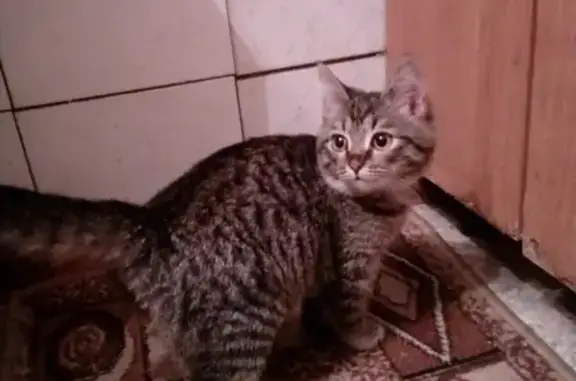 Найдена кошка на ул. Пушкина 116Б в Перми