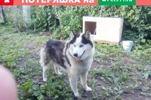Пропала собака хаски в Костроме, помогите найти!