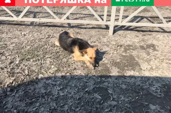 Собака найдена на улице Гагарина