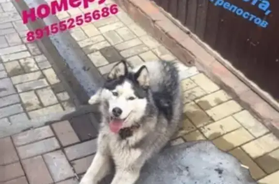 Найдена собака в Белгороде!