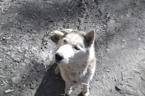 Найдена собака в Шахтах, Ростовская область