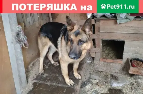 Найдена собака около Белопесоцкой почты, ищем хозяина