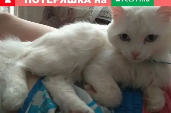 Пропала кошка на улице К. Маркса, 35 #Белорецк