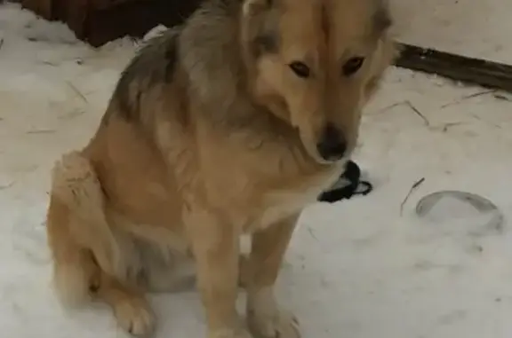 Пропала собака в Кувшиново, Тверская область