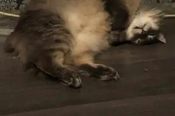 Кошки потеряшки, Пермь, фото: Потеряшка кот Вася на Липовой горе, Пермь.