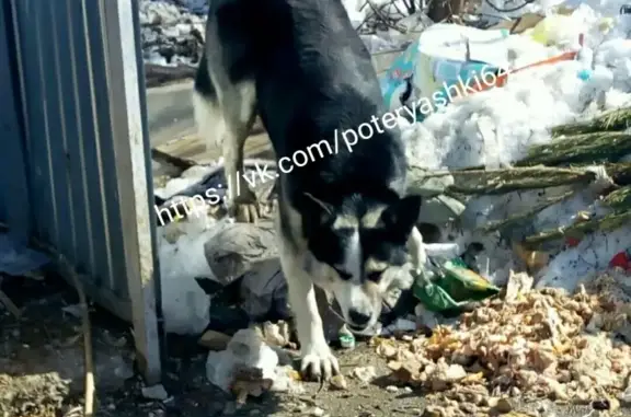 Найдена собака в Заводском районе Саратова, адрес - Шарковка.