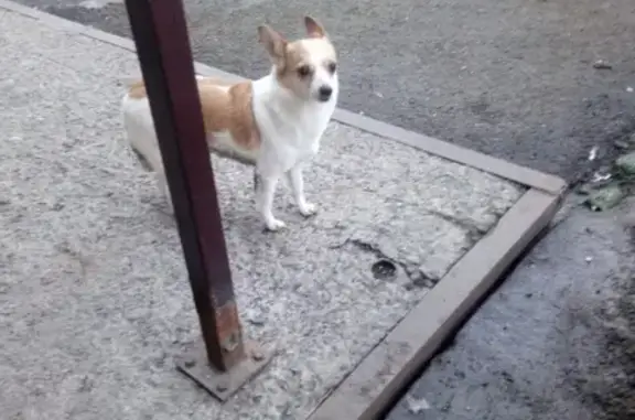 Собака найдена в Абашево, ищет хозяев.
