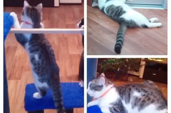 Кошки потеряшки, Маркова, фото: Потеряшка кот в ДНТ 