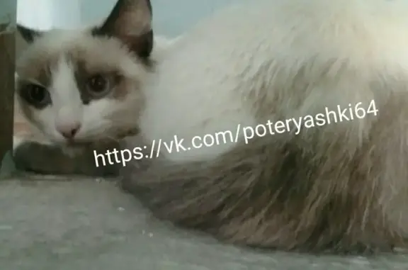 Найдена молодая кошка в Саратове, район ТЦ Оранжевый