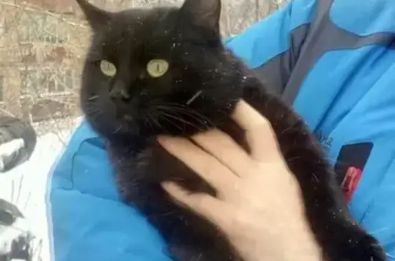 Пропала кошка во Воткинске, помогите найти!
