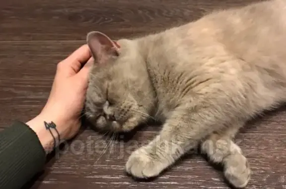 Найдена породистая кошка на Рассветной в Новосибирске
