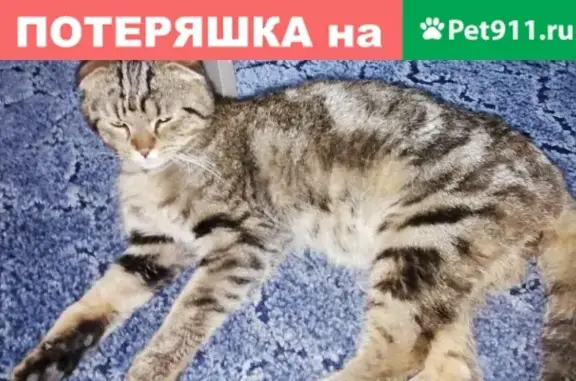 Найден кот ищет новый дом в Барнауле (38 символов)
