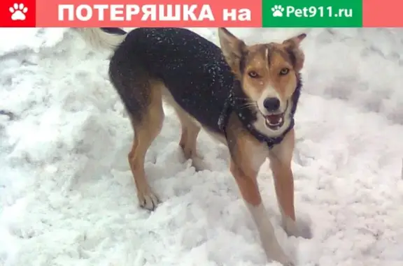 Пропала собака Лиза в Новокузнецке на ул. Воробъёва.