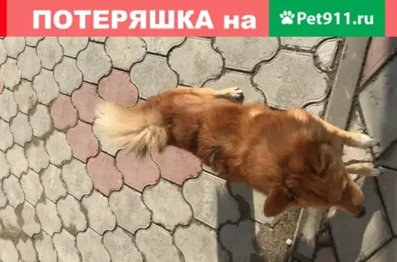 Найдена рыжая собака с повреждением в Омске, ищет хозяина