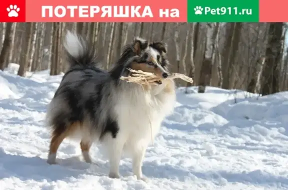 Пропала собака породы шелти в Красногвардейском районе, СПб