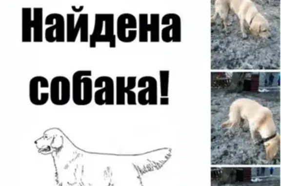 Собака найдена в Пензе, Россия