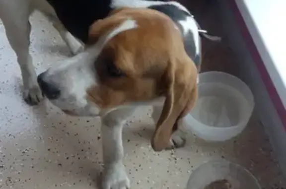 Собака найдена в Новой Купавне с ошейником