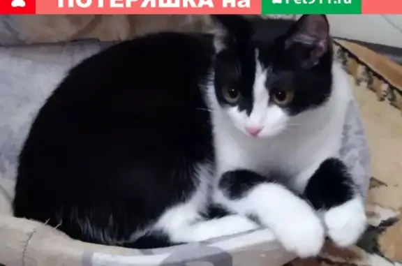 Пропала кошка София, адрес: ул. Халтурина, 21Б.