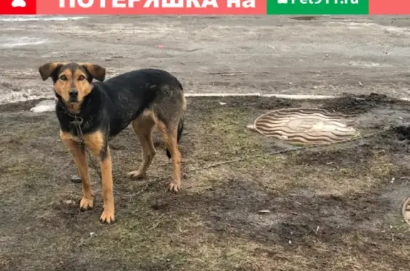 Потерялся крупный черно-рыжий пес на пр-те Победы в Курске