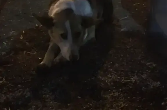 Найдена собака в Сокольниках