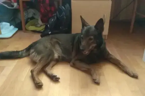 Найдена собака Дворняжка на Варшавском шоссе, дом 16