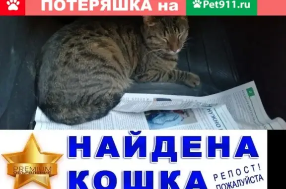 Найдена домашняя кошка на Газопроводе 9к1 в Москве