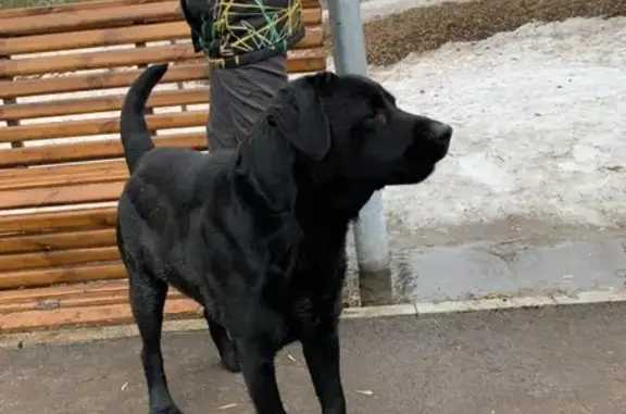 Собака найдена в парке Якутова, Уфа - СРОЧНО!