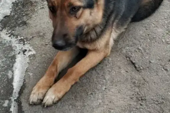 Пропала собака на Лазо и Беренга, Томск