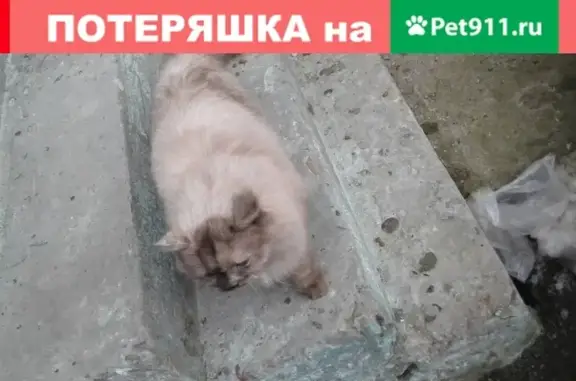 Найдена собака возле здания Газпрома в Сургуте