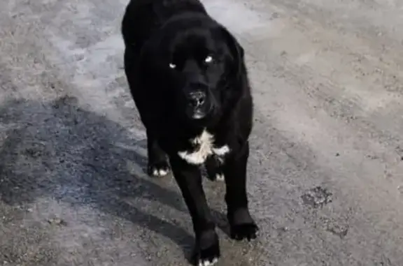 Найден пес лабрадор с голубыми глазами в Районе Ласточка, Южно-Сахалинск
