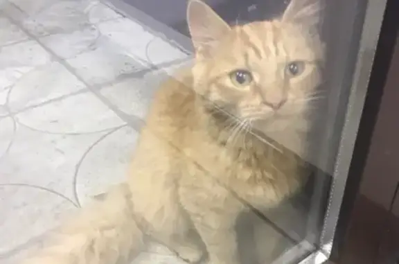 Пропал кот Гари в Копейске, Челябинская область
