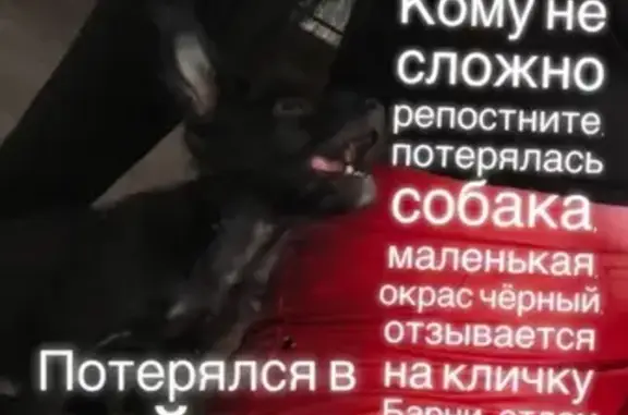 Пропала собака БАРНИ на улице Маршала Жукова, Абакан.