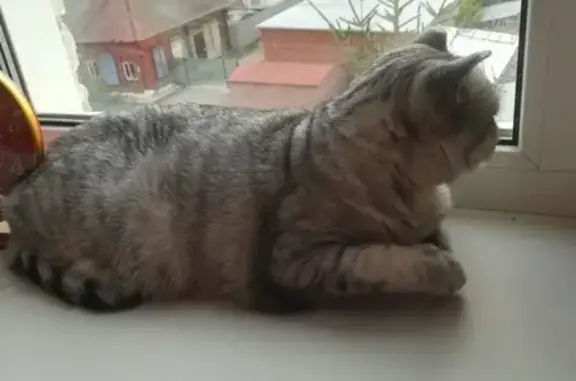 Пропала кошка в Новосибирске, выпрыгнула с балкона 4 этажа