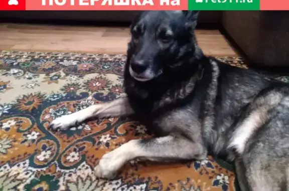 Пропала собака в Ягуновском районе, кличка Грей.