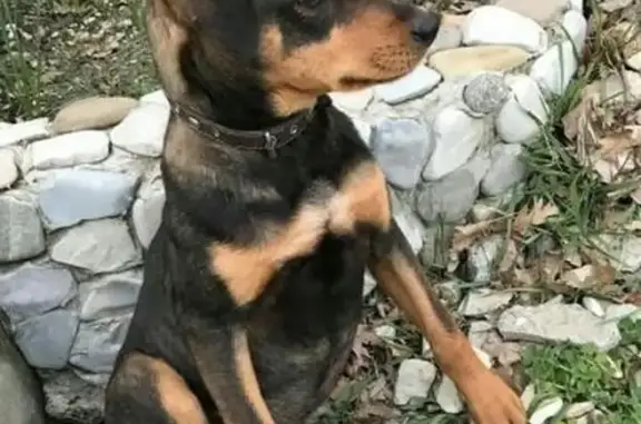Найдена собака в Геленджике, возраст 7 месяцев