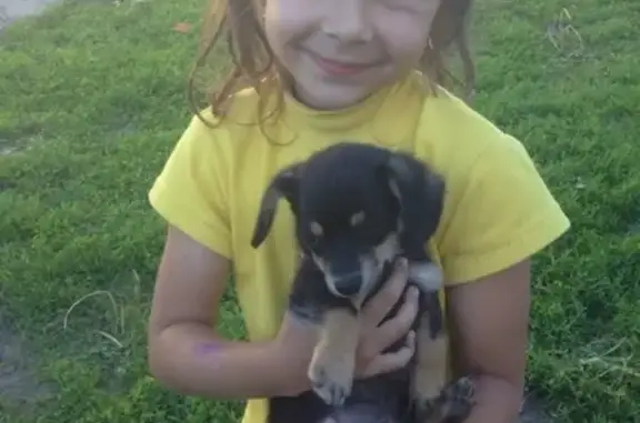 Собаки потеряшки, Красная Яруга, фото: Потеряшка собака Майк в Красной Яруге