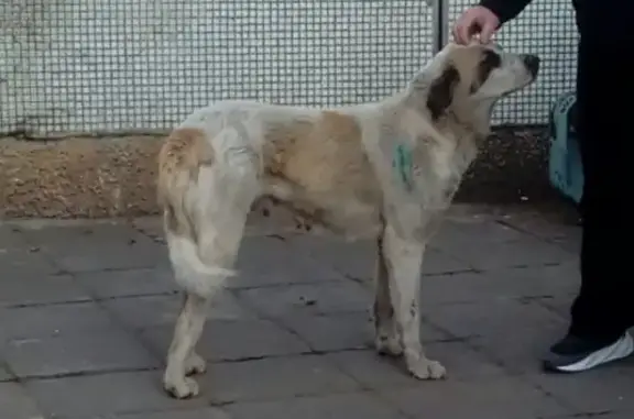 Найдена собака в Кашире-2, ищем владельца.
