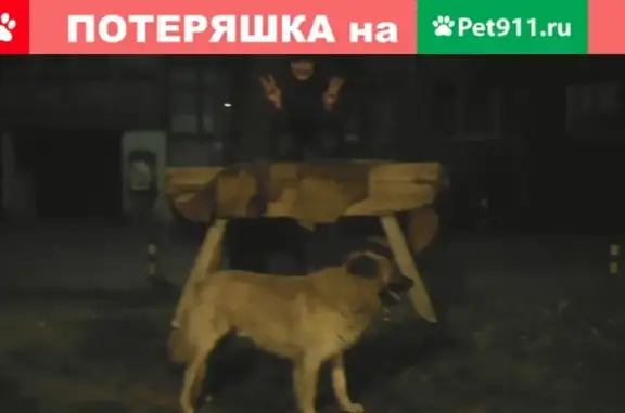 Пропала собака в Калининграде, просьба о помощи