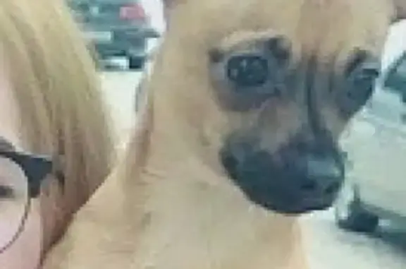 Пропала собака порода пинчер в Тольятти