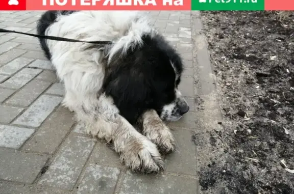 Собаки потеряшки, Тверь, фото: Потеряшка собака в Твери, помогите!