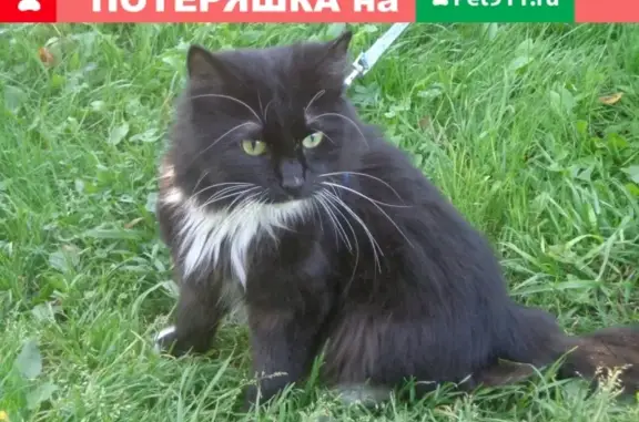 Пропала кошка на улице Марии Ульяновой в Твери