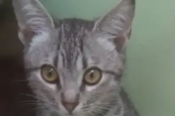 Пропала кошка Чуня в Горячем Ключе